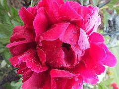 peony14 (28)